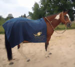 pferdedecke_biophotonen-medium.gif